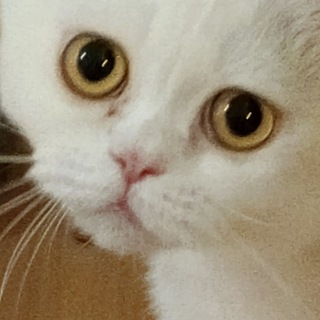 Telegram profile photo for 🐾Кошка Туапсе🐈