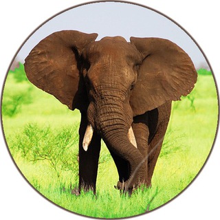 Telegram profile photo for 🐘 Pianeta degli animali 🇮🇹