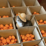 Telegram profile photo for orenji