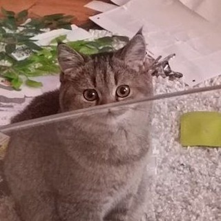 Telegram profile photo for мушушу и бибиби