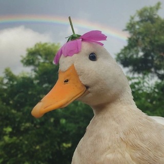 Telegram profile photo for HE