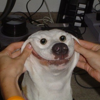 Telegram profile photo for Laugh Every Day