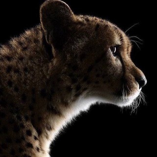 Telegram profile photo for Текстиль пледы и одежда (Gentlemen)