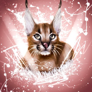 Telegram profile photo for Exotic_catbig