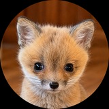 Telegram profile photo for Apple The Fox 🦊🍎