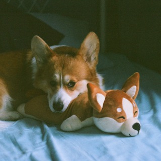 Telegram profile photo for Корги и нытьё