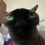 Telegram profile photo for дача сдуха
