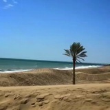 Telegram profile photo for مثل تکدرخت ساحل دَرَک