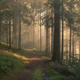 Telegram profile photo for Treehouse