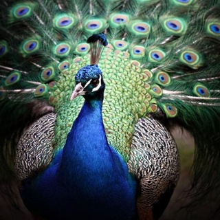 Telegram profile photo for مزرعه پرندگان زینتی بابک فتوحی طاووسکرج