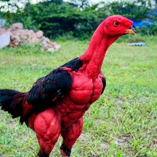 Telegram group profile photo for QO'QO'N XOʻROZLARI 💯🇺🇿🇺🇿🇺🇿🐓🐓