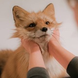 Telegram profile photo for Уставшая Тома