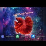 Telegram profile photo for OP Betta