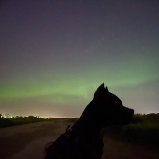 Telegram profile photo for Blackjack pitbull