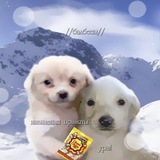 Telegram profile photo for два дебила
