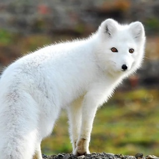 Telegram profile photo for Волки Волгограда