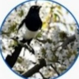Telegram profile photo for Сорока на хвосте принесла..
