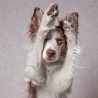 Telegram profile photo for Бордер колли Бруна и Йоки