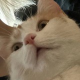 Telegram profile photo for Мяу пупу