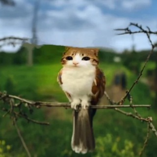 Telegram profile photo for ну мемы