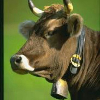 Telegram profile photo for 🐖 "Атікадіос"🐂 м'ясо, риба, птиця (ua)🇺🇦