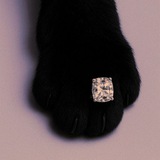 Telegram profile photo for Black Cat