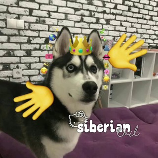 Telegram profile photo for Сибирский хвост