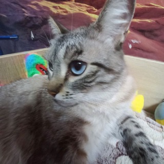 Telegram profile photo for фаэн ми хкй