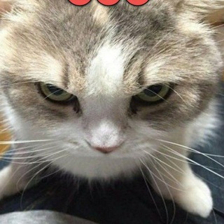 Telegram profile photo for Новости🥀