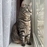 Telegram profile photo for копилка жорика