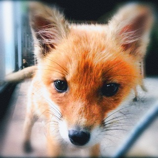 Telegram profile photo for fowww <344*🦊