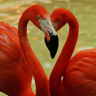 Telegram profile photo for 💞.بازی سرنوشت....رویابیخیال روزگار...💞