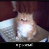 Telegram profile photo for Антошка без картошки