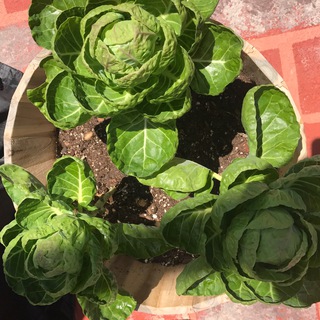 Telegram profile photo for Gardening Channel