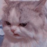 Telegram profile photo for Мемолог-суетолог