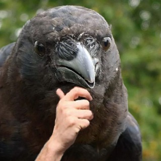 Telegram profile photo for МеМКрад