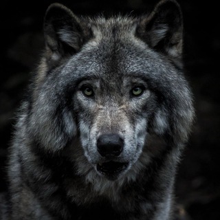 Telegram profile photo for Wolfys calls