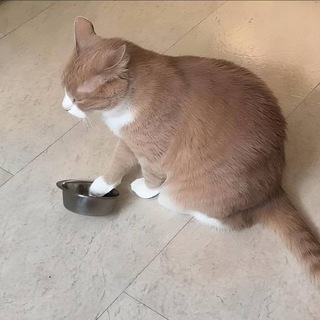 Telegram profile photo for BowlCat $PERSIK | Portal