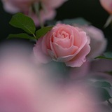 Telegram profile photo for خلفيات وتصاميم لأهل القرآن🌸