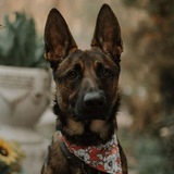 Telegram profile photo for AKKS DOGS