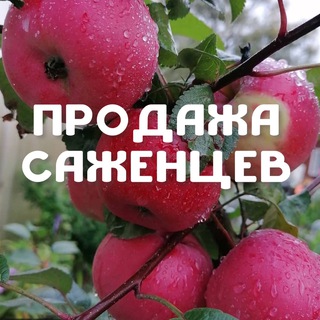 Telegram profile photo for Саженцы Яблони| Барнаул