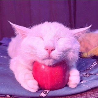 Telegram profile photo for Kimiko's home
