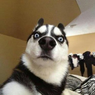 Telegram profile photo for Dog's gif