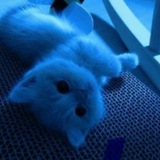Telegram profile photo for x