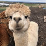 Telegram profile photo for L A M A