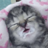Telegram profile photo for Милые милашки милуны