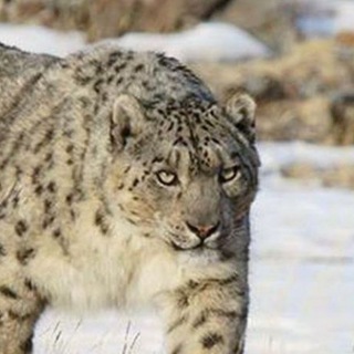 Telegram profile photo for Снежный барс Ирбис — Snow leopard Irbis кот кошка котенок Фото картинка рисунок арт плакат календарь тату картина постер