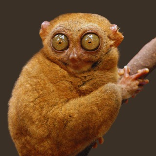 Telegram profile photo for Смешные животные