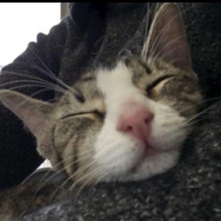 Telegram profile photo for Sunny cats