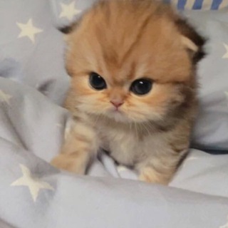 Telegram profile photo for PUMBA CTO | Portal